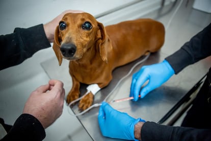 La perra 'Mili', durante una sesión de quimioterapia en un hospital veterinario público de São Paulo el pasado miércoles.