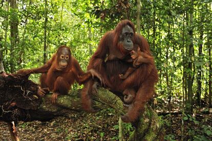 Una hembra de Orangután de Borneo ('Pongo pygmaeus') con dos crías en Camp Leakey, en el parque nacional de Tanjung Puting, en Indonesia.