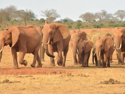 Una manada de elefantes, en un parque natural de Kenia.