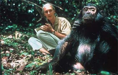 Jane Goodall en una imagen de los años sesenta recogida por un documental de <i>National Geographic.</i>