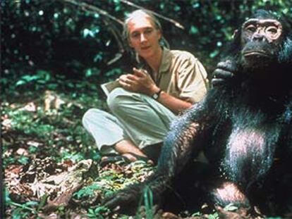 Jane Goodall en una imagen de los años sesenta recogida por un documental de <i>National Geographic.</i>