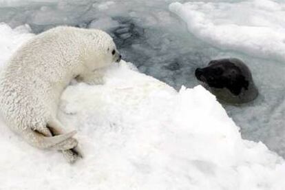Una cría de foca observa a su madre, sumergida en el agua del golfo de San Lorenzo, en Canadá.