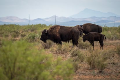 Una manada de bisontes americanos, en el Parque Nacional de Yellowstone.