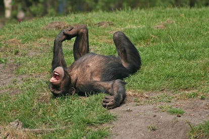Según la doctora Behncke, estos primates se ríen de lo mismo que nosotros, con las cosquillas y las sorpresas.