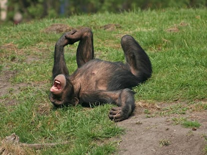 Según la doctora Behncke, estos primates se ríen de lo mismo que nosotros, con las cosquillas y las sorpresas.