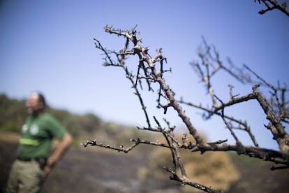 Ramas de una árbol quemado en la finca La Alcaidesa, en la localidad de San Roque, Cádiz, afectada por un incendio forestal el pasado 13 de julio.