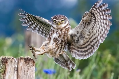 Un mochuelo europeo con las alas desplegadas.