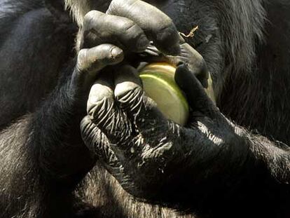 Un chimpancé apura su comida.