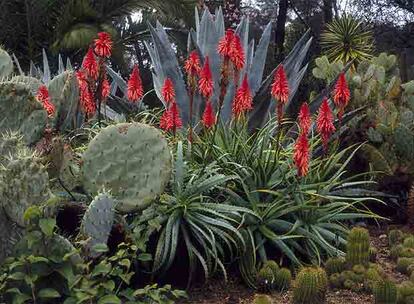 Las flores rojas de los aloes, en un jardín botánico.