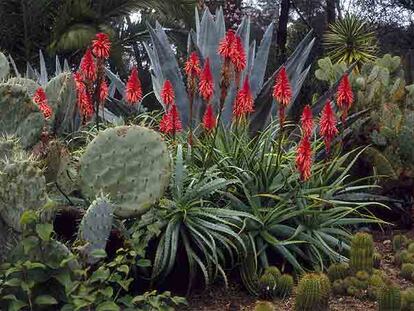 Las flores rojas de los aloes, en un jardín botánico.