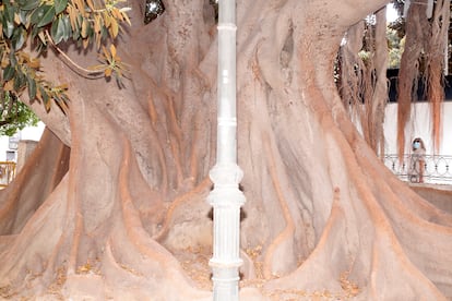 El ficus del Parterre (2021).