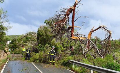 Árboles caídos el martes en Sant Antoni (Ibiza) a consecuencia de las fuertes lluvia.