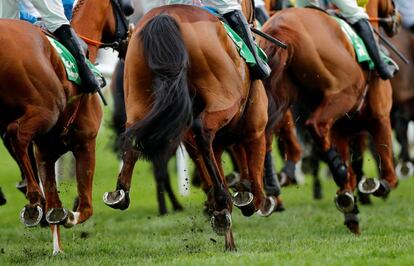 Detalle de los caballos que participan en una de las carreras que se incluyen en el festival Cheltenham (Inglaterra).