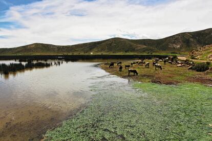 La bahía de Cohana.