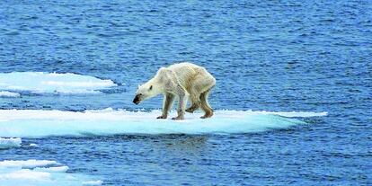 Impactante imagen de un oso polar famélico que dio la vuelta al mundo el año pasado en las redes sociales.