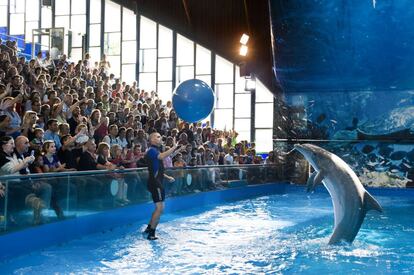 El zoo de Barcelona deixa de fer espectacles amb dofins i ampliarà l'espai per a aquests cetacis.