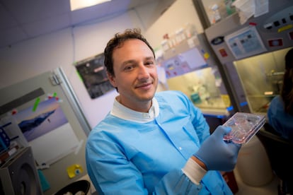 El biólogo brasileño Alysson Muotri, con una placa en la que cultiva minicerebroides humanos.
