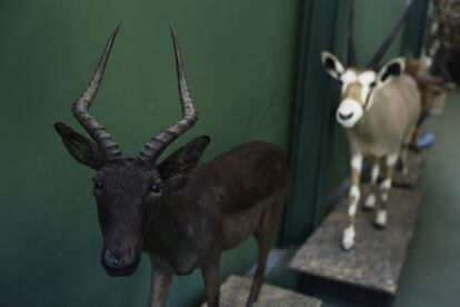 Marcial Gómez Sequeira hizo en 2018 un "safari de colores" en Sudáfrica, en busca de animales con colores inusuales, como este impala negro y este órix dorado.