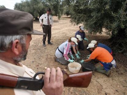 Guardas forestales armados vigilan la recogida de aceituna en una finca de Córdoba, tras las denuncias de robos.