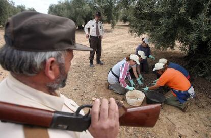 Guardas forestales armados vigilan la recogida de aceituna en una finca de Córdoba, tras las denuncias de robos.