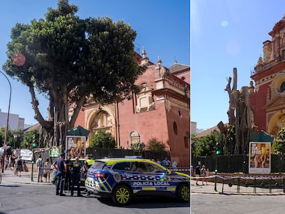 Antes y después del ficus centenario de Sevilla.