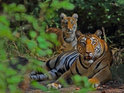 A tigress and her cub in a natural park in India.