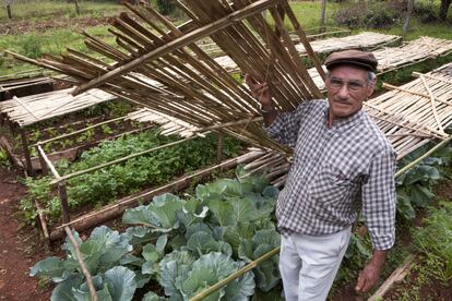 Petronio Duarte exhibe sus repollos cultivados en su huerta. Es miembro de del colectivo Productores Independientes de Piray (PIP), al que pertenecen 80 familias radicadas en el paraje Piray 18, a 989 kilómetros al noreste de Buenos Aires y a 18 de Puerto Piray, un pueblo sobre el río Paraná, frente a Paraguay.