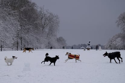 Varios perros juegan en los jardines de Kensington, Londres. 