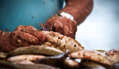 Un hombre limpia pescado en Fuerteventura (Canarias).