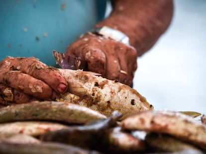 Un hombre limpia pescado en Fuerteventura (Canarias).