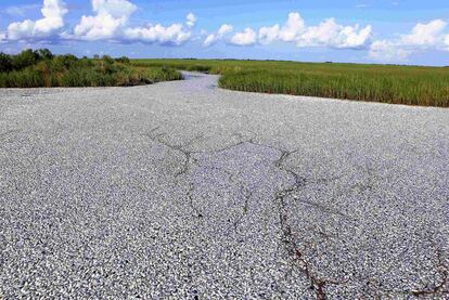 Lo que parece una grieta en una carretera son en realidad centenares de miles de peces muertos en la población de Plaquemines, en Luisiana (EE UU), una zona que resultó afectada por el vertido de petróleo de una plataforma de BP en el golfo de México.