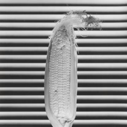 'Corn' (1985), de Robert Mapplethorpe.