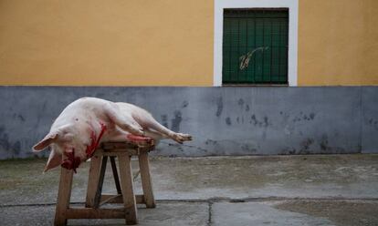 Un cerdo sacrificado en una matanza en un pueblo de Toledo.
