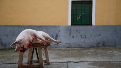 Un cerdo sacrificado en una matanza en un pueblo de Toledo.