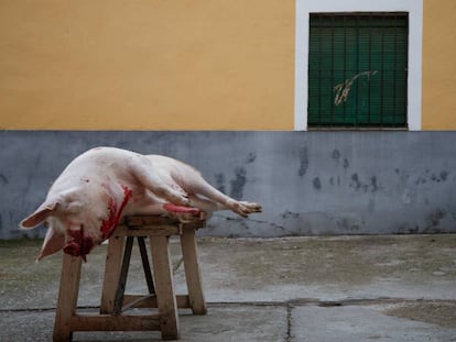 Un cerdo sacrificado en una matanza en un pueblo de Toledo.