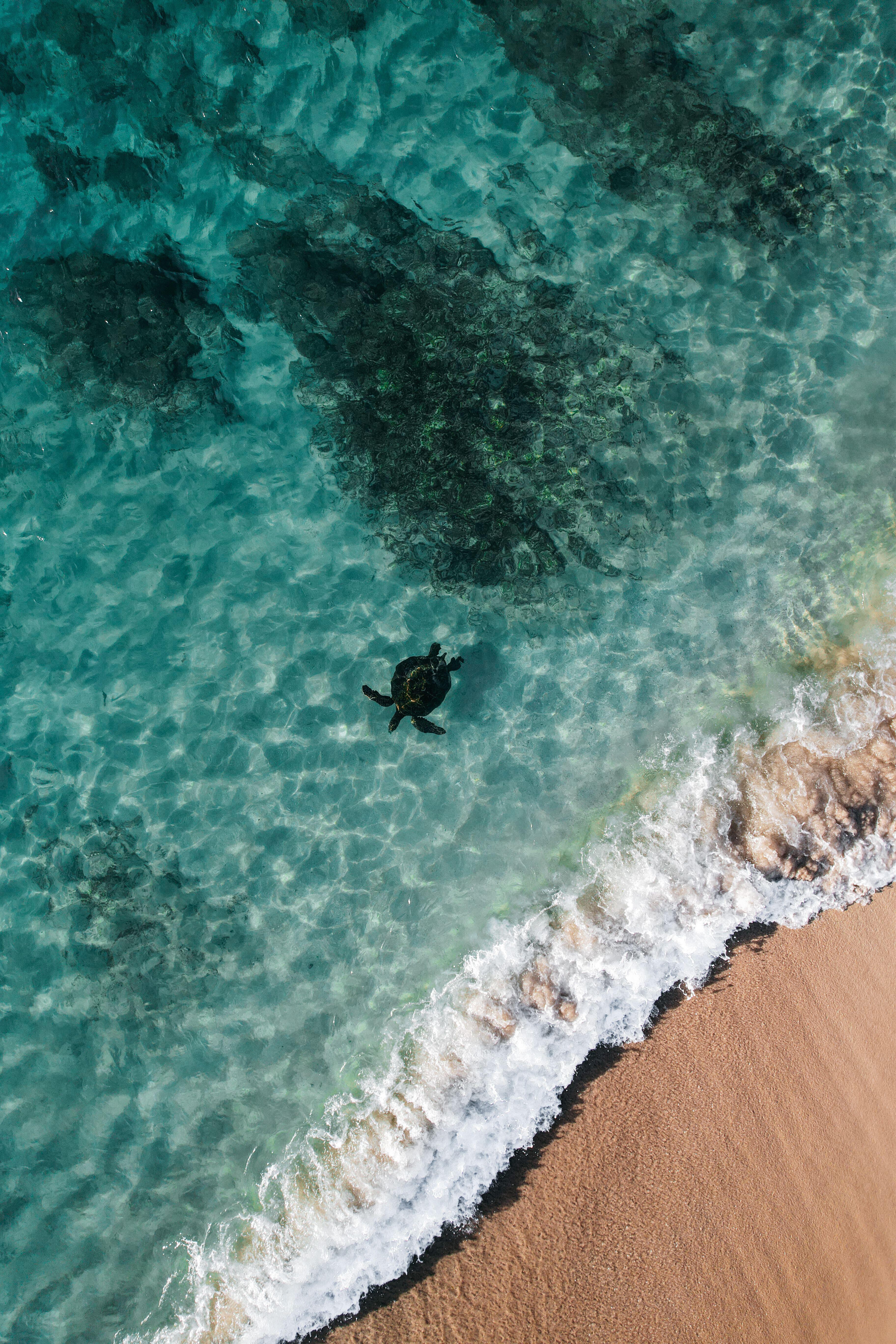 Una tortuga marina nada en aguas de la bahía de Hanauma, una reserva natural en el sudeste de la isla de Oahu. 