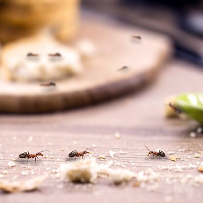 Las trampas para hormigas son un remedio eficaz para el hogar. GETTY IMAGES.