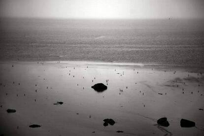 &#039;Black beach 2008&#039;, fotograf&iacute;a de Manuel Vilarino dentro de la exposici&oacute;n &#039;Animal Insomne&#039;.