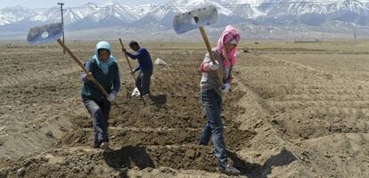 Campesinos uigures preparan la tierra para sembrar patatas en la regi&oacute;n de Xinjiang.