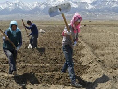 Campesinos uigures preparan la tierra para sembrar patatas en la regi&oacute;n de Xinjiang.