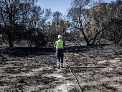 Un bombero refresca el terreno arrasado por el fuego este fin de semana en El Saler.