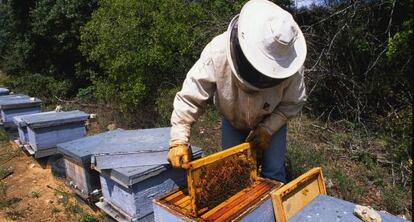 Apicultor manipulando unas colmenas de abejas en La Alcarria