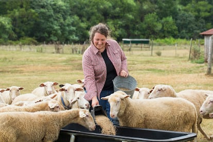 Una mujer dando de comer a unas ovejas en el campo.