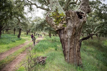 Excursi&oacute;n por las cercan&iacute;as de Santiago de Cac&eacute;m, en el Alentejo portugu&eacute;s. 