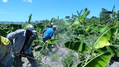 Reforestación para prevenir deslizamientos en República Dominicana.