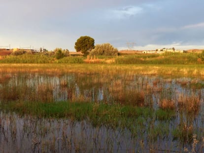 Humedal de los Arbardales en San Martín de la Vega. / HUGO SÁNCHEZ