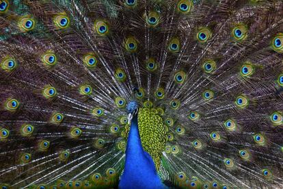 Un pavo real macho abre su plumaje mientras trata de atraer a una hembra en el Zoo de la localidad cisjordana de Calquelia (Palestina).