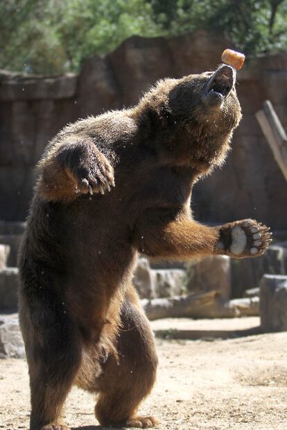 Un oso pardo comiendo un sorbete.