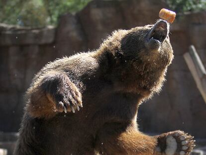 Un oso pardo comiendo un sorbete.