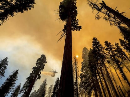 El fuego que abrasa las milenarias secuoyas de California, en imágenes